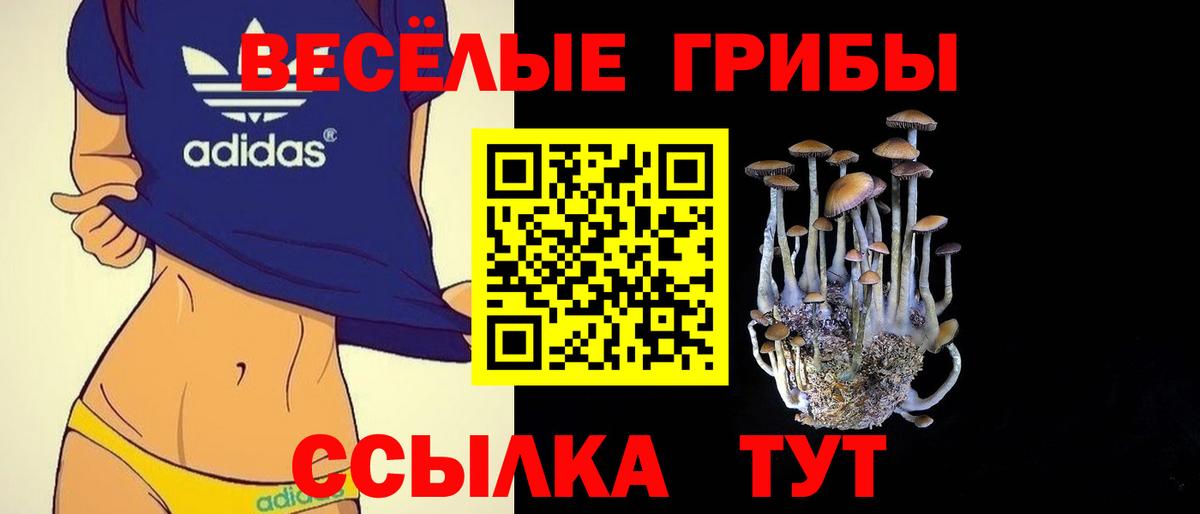 Галлюциногенные грибы Psilocybe Курск